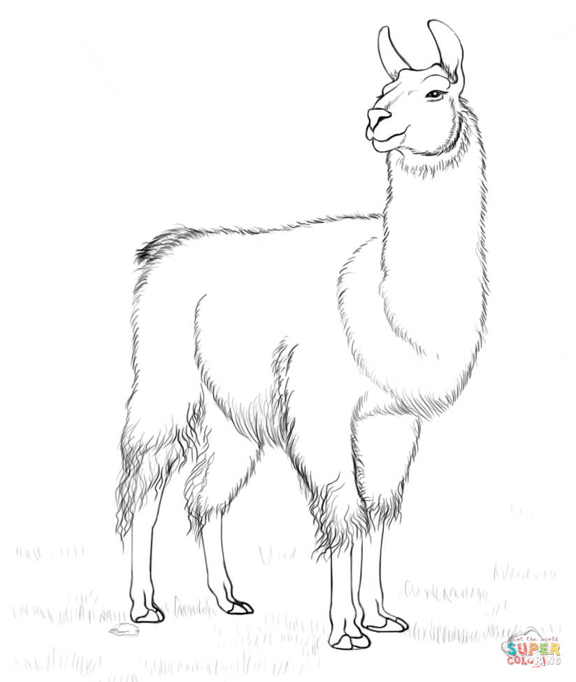 Llama coloring page free printable coloring pages