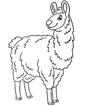 Alpaca coloring page llama