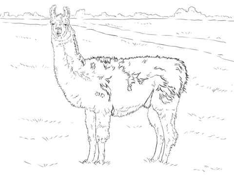 Realistic llama coloring page free printable coloring pages