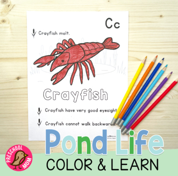 Pond life coloring and science printables by preschool mom tpt