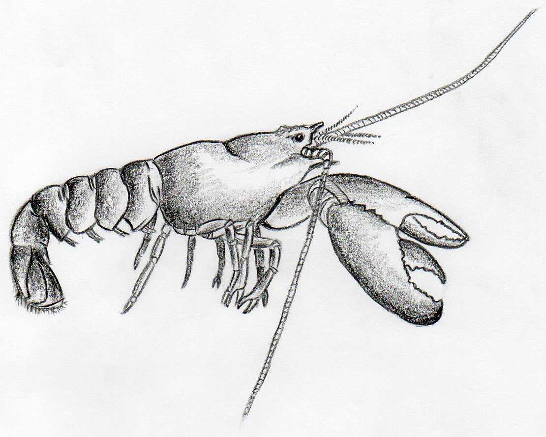 How to draw lobster simple tutorial