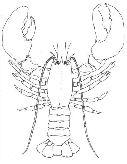 Seashore drawing conclusions lobster art sea life art lobster drawing