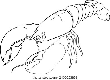 Lobster outline images stock photos d objects vectors