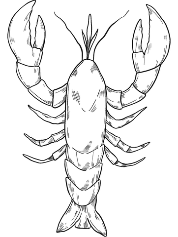 Lobster coloring page free printable coloring pages