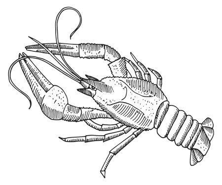 Line art crayfish stock vector illustration and royalty free line art crayfish clipart