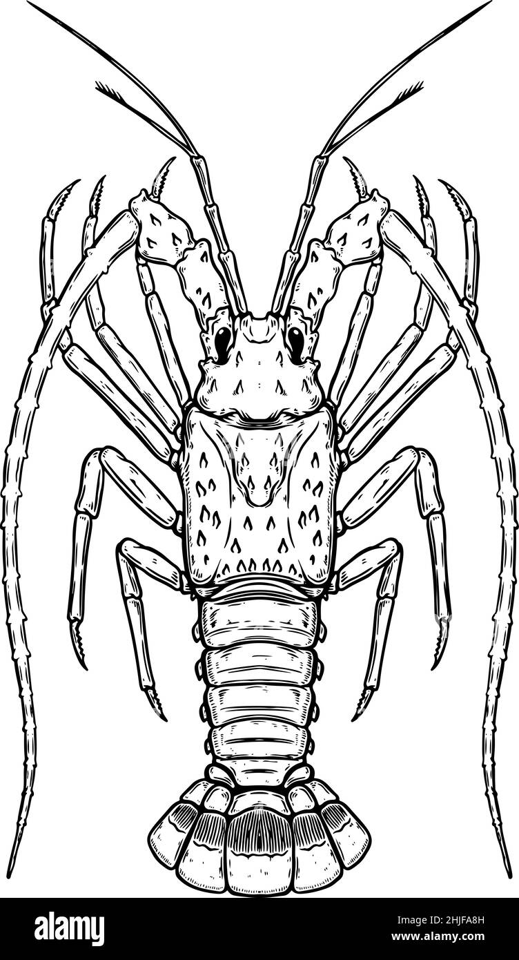 Spiny crayfish black and white stock photos images