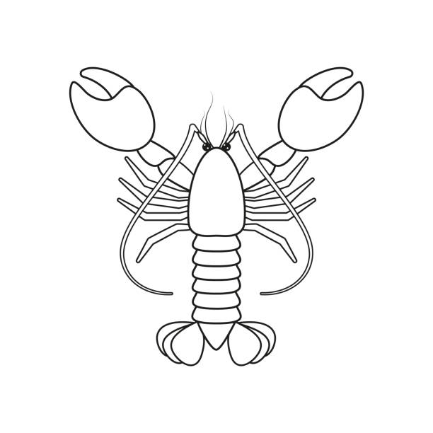 Drawing of a scampi stock photos pictures royalty