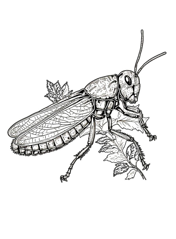 Locust coloring pages