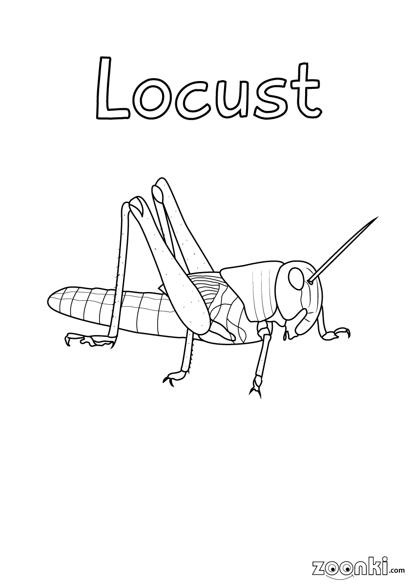 Insects colouring pages for kids