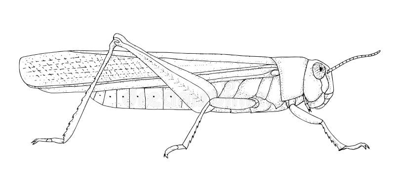 Locust stock illustrations â locust stock illustrations vectors clipart