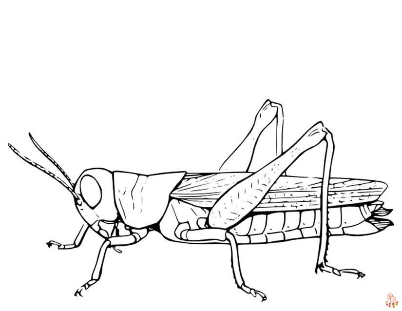 Beautiful grasshopper coloring pages for kids