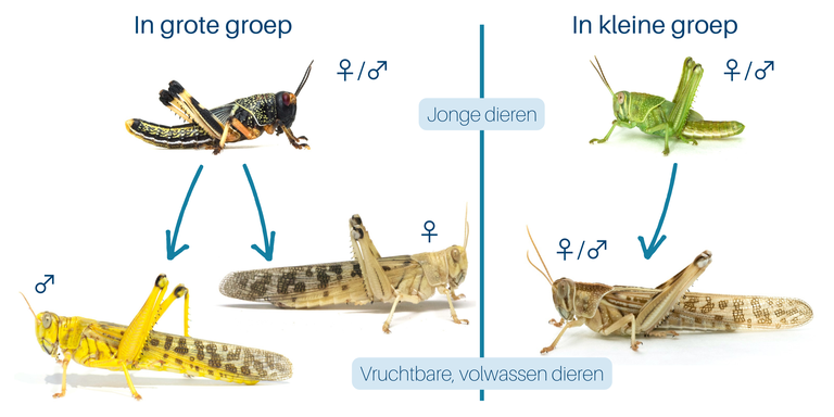 Yellow color makes mating more efficient in locust swarm