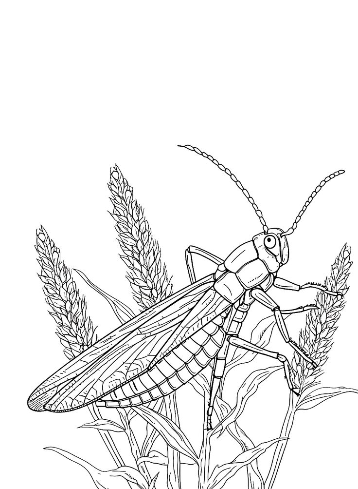 Locust coloring pages