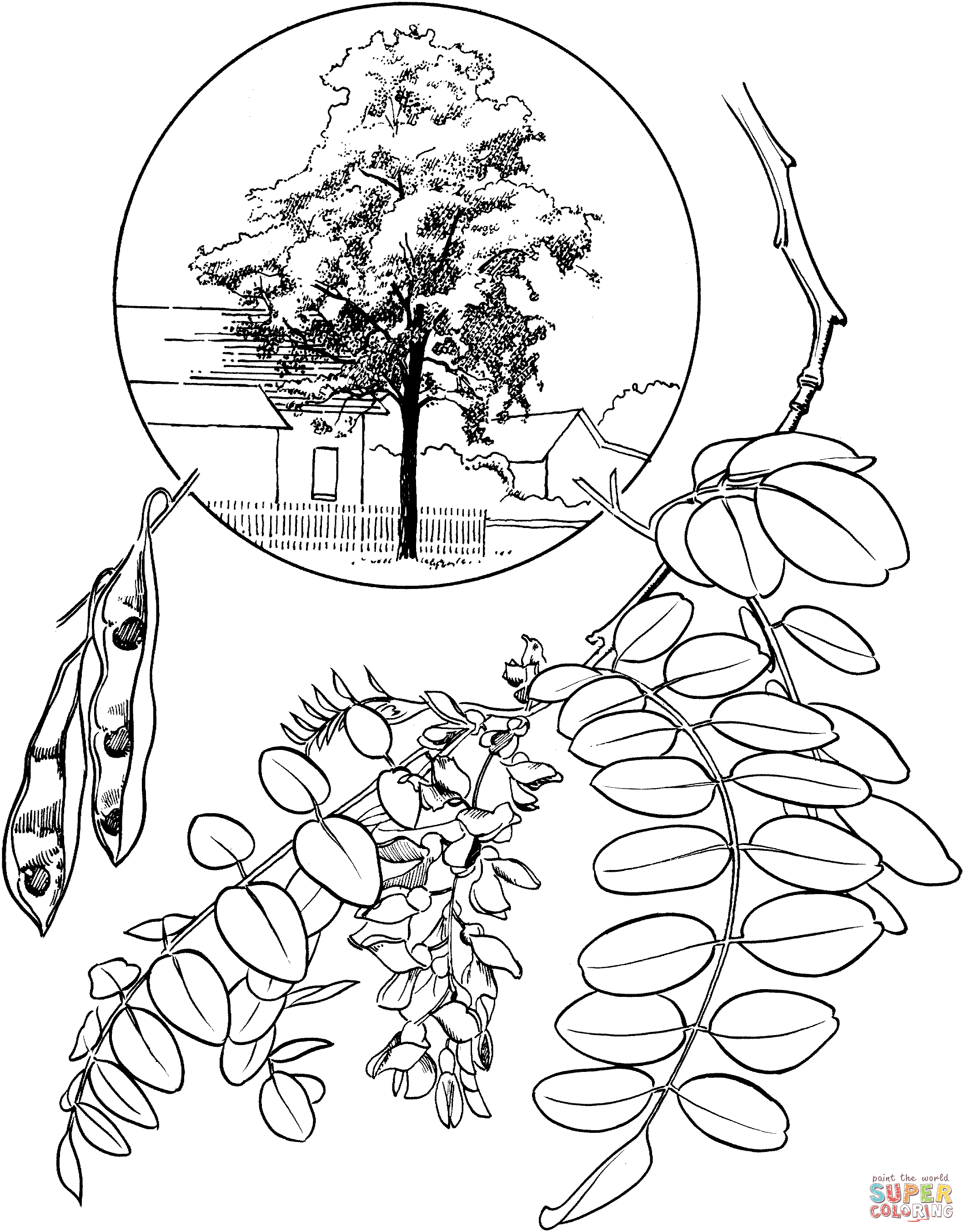 Black locust coloring page free printable coloring pages
