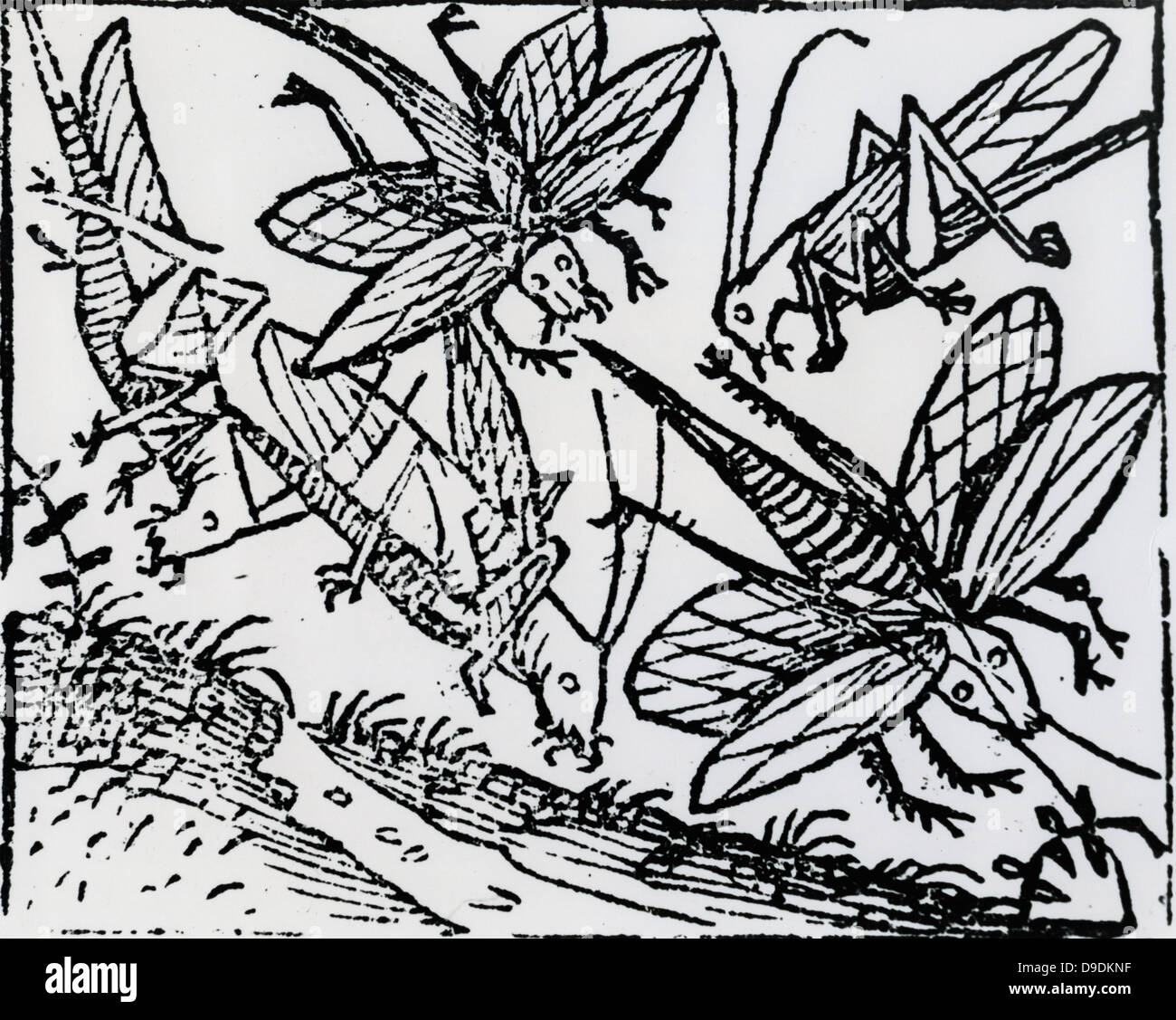 Plague of locusts hi