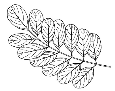 Intro to trees of indiana black locust