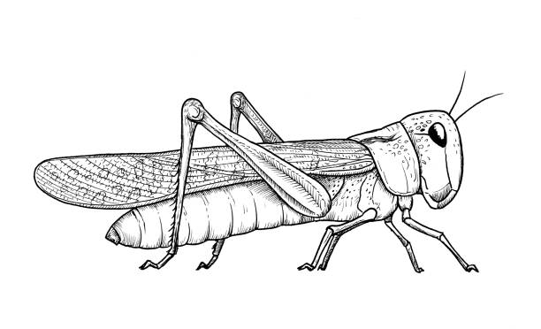 Locust stock illustrations royalty