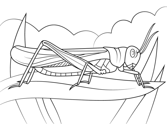 Rocky mountain locust coloring page free printable coloring pages butterfly coloring page coloring pages free printable coloring pages