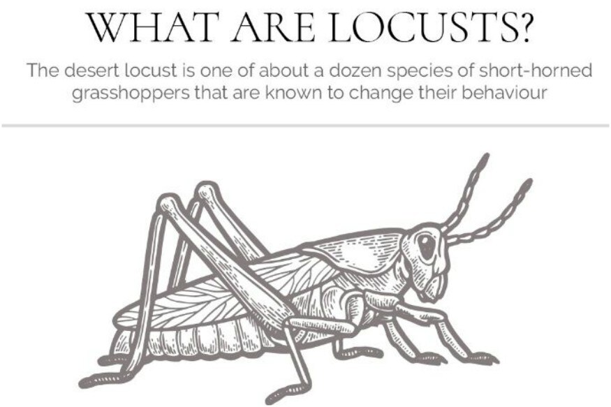 What is locust attack and why should india be worried