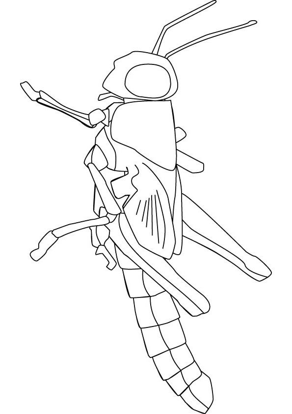 Grass hopper coloring drawing