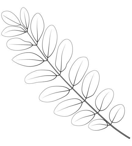 Black locust leaf coloring page free printable coloring pages