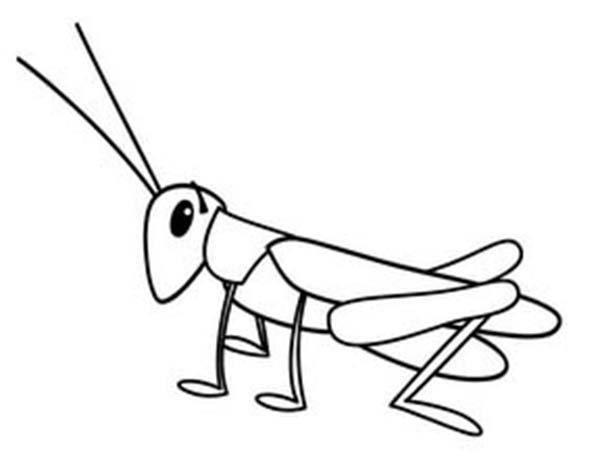 Locust coloring page