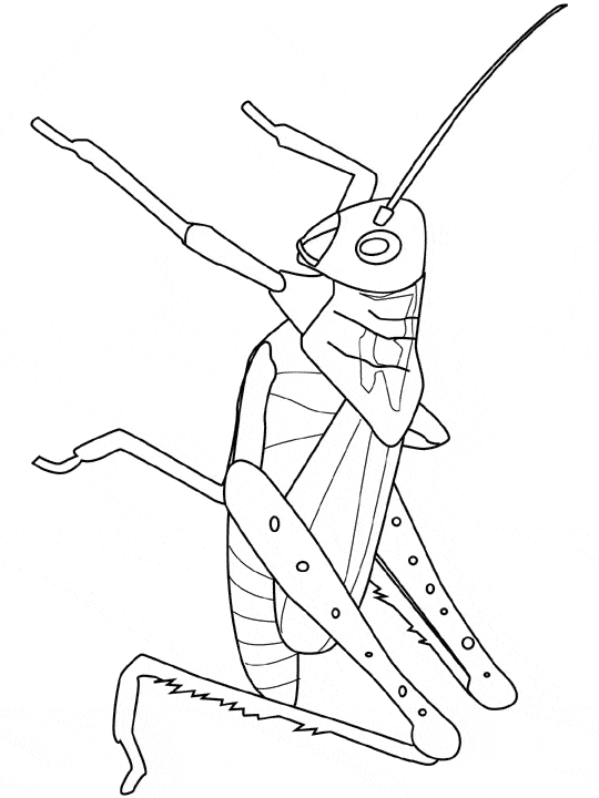 Grasshopper coloring