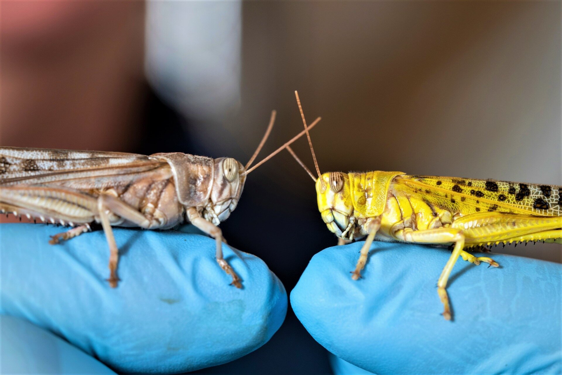 Study identifies sex