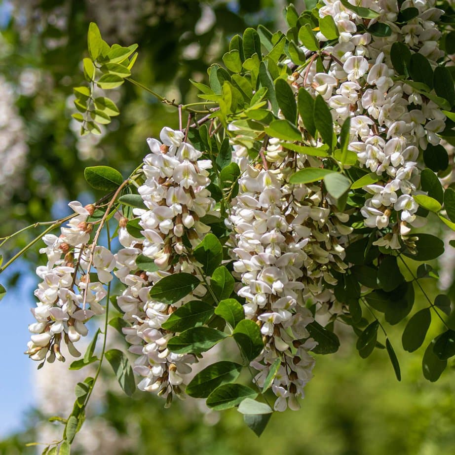 Black locust tree for sale