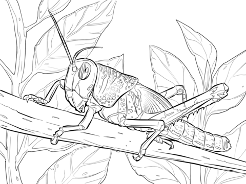Desert locust coloring page free printable coloring pages coloring pages free printable coloring pages animal drawings