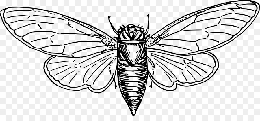 Butterfly black and white png download