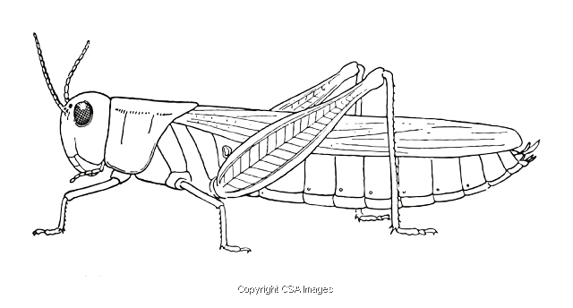 Locust illustrations unique modern and vintage style stock illustrations for licensing csa images