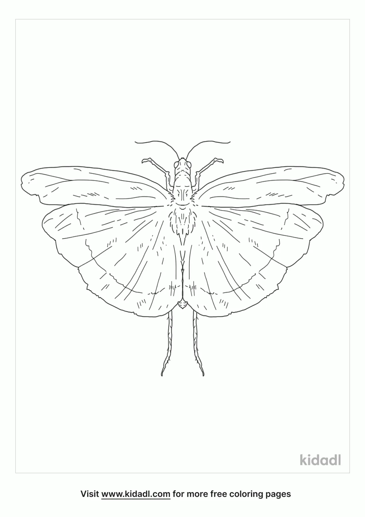 Free carolina locust coloring page coloring page printables