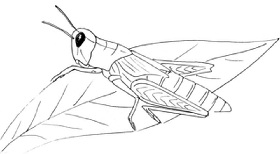 Grasshopper