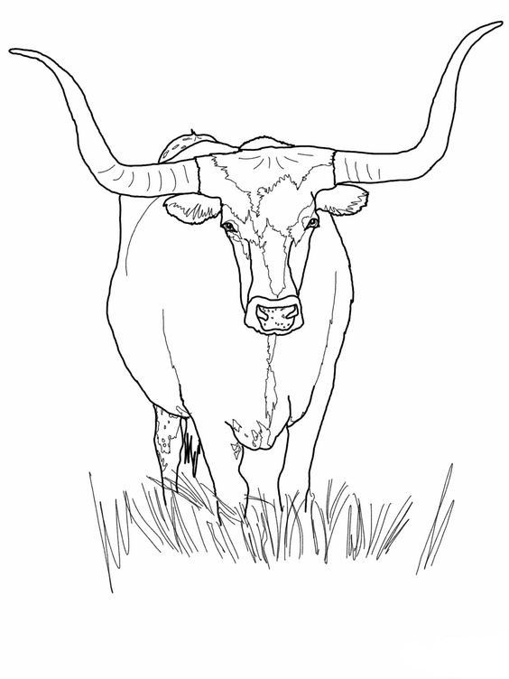 Omeletozeu cow coloring pages longhorn cattle animal coloring pages