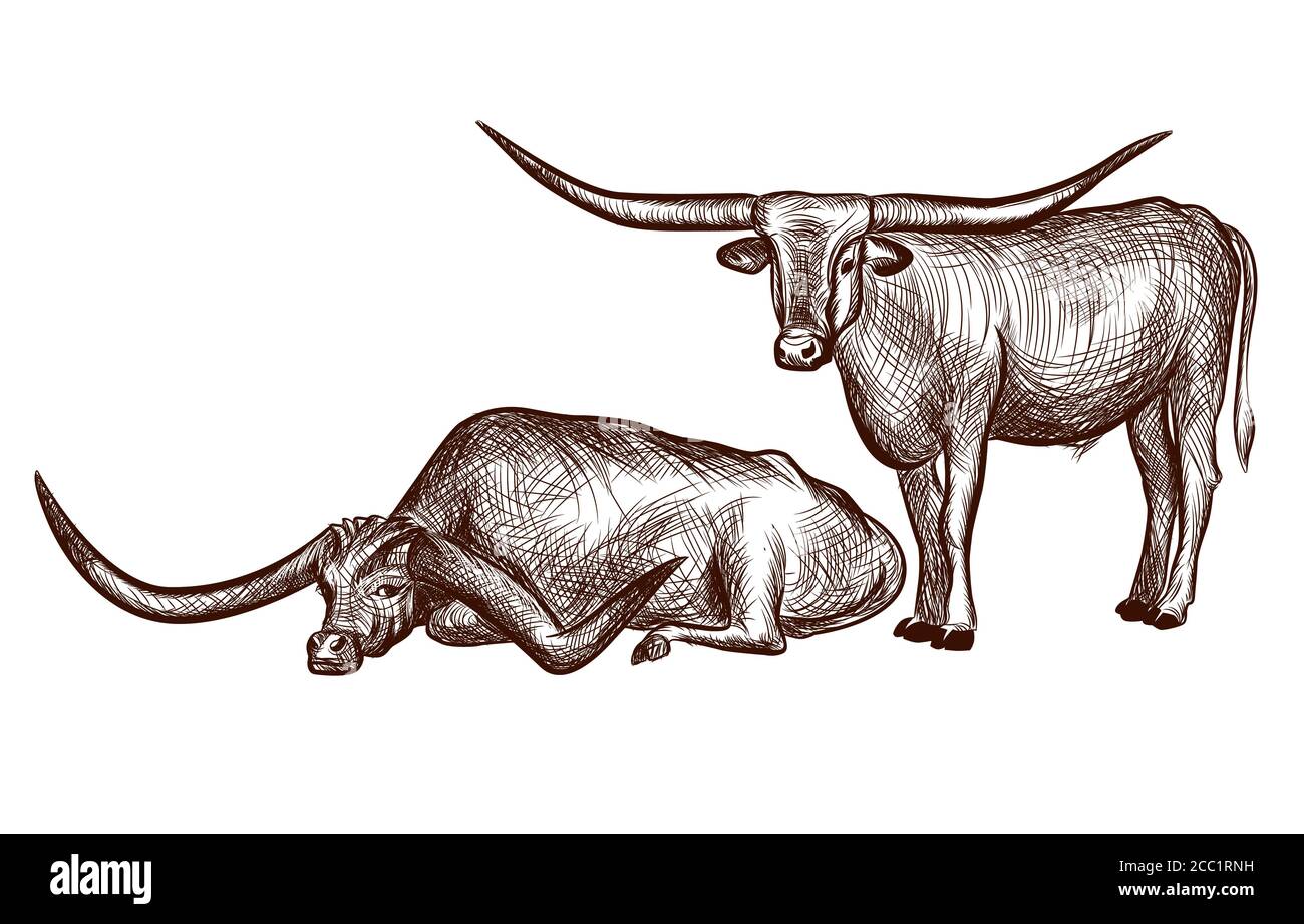 Two texas longhorn bulls domestic animal ink sketch hand