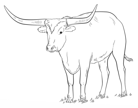 Texas longhorn coloring page from longhorn category select from printable crafts of cartoons naturâ drawing tutorial drawings drawing tutorials for kids