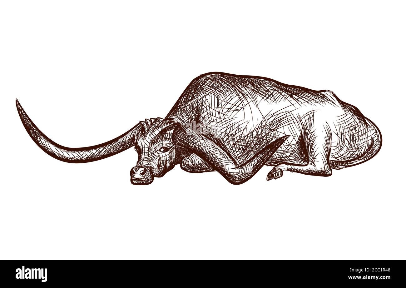 Texas longhorn bull domestic animal ink sketch hand