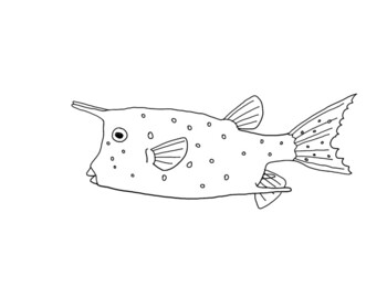 Longhorn cowfish coloring page by mama draw it tpt