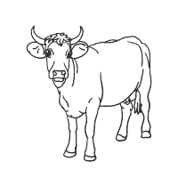 Longhorn coloring pages