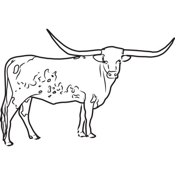 Texas longhorn images â browse photos vectors and video