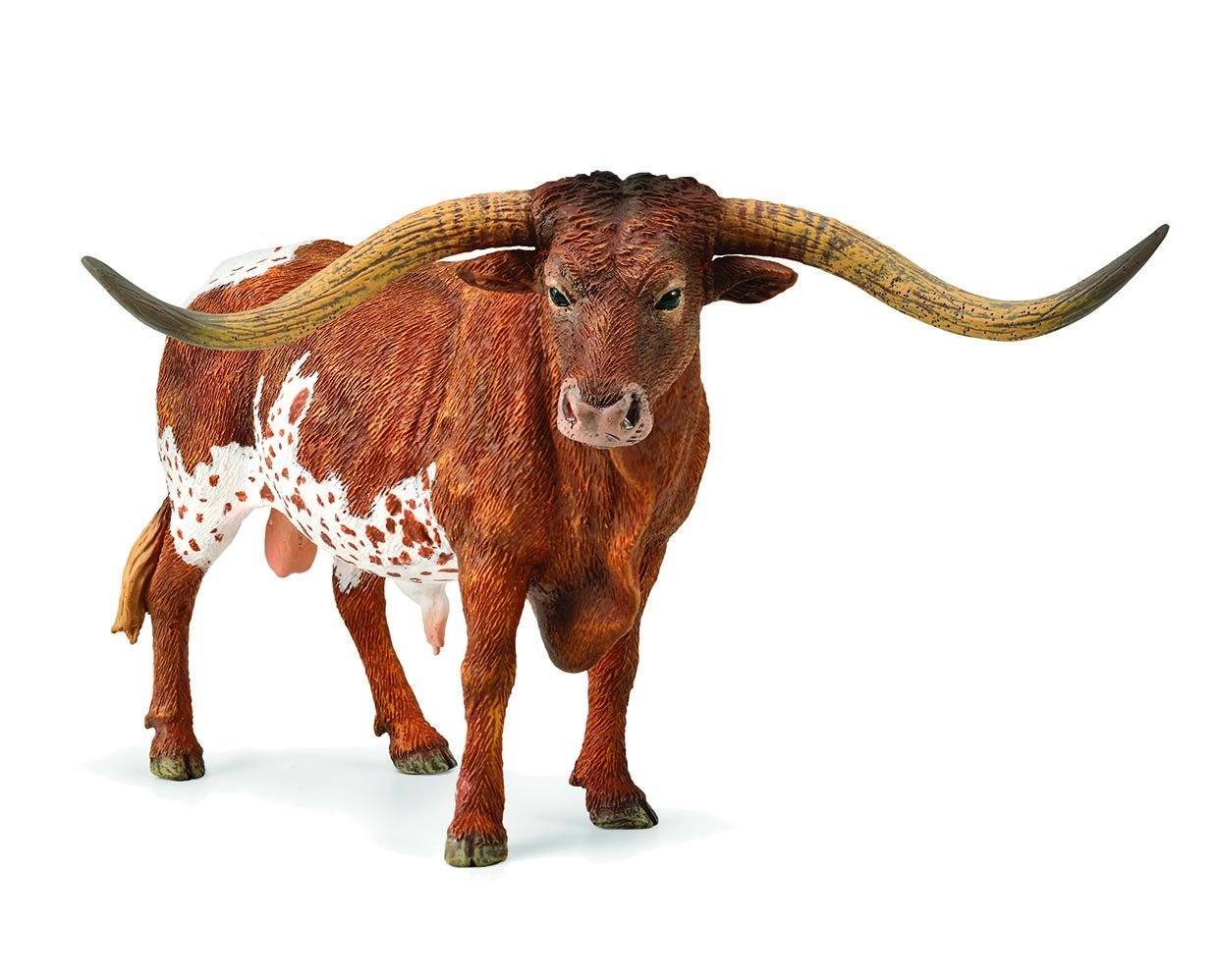 Texas longhorn bull