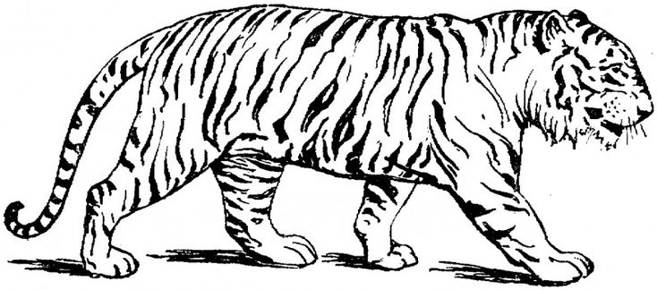 Dibujos de tigres para colorear y pintar coloring pages to print animal coloring pages tiger pictures