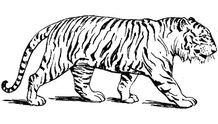 Tiger drawing tiger silhouette easy tiger drawing