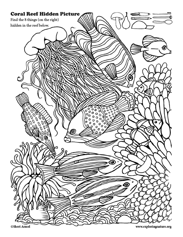 Ocean animals and habitats activities