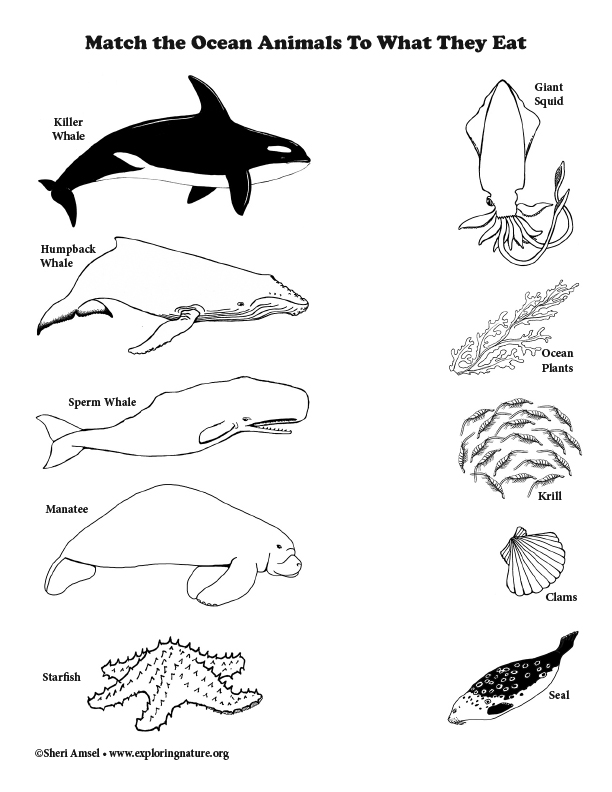 Ocean animals and habitats activities