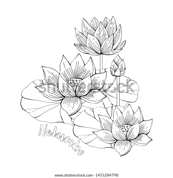 Coloring pages lotus flowers zentangle illustrations stock vector royalty free