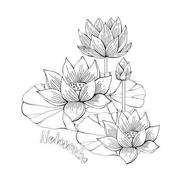 Coloring pages with lotus flowers zentangle illustrations for kids and adults coloring book or tattoos with high detail isolated on white background vector monochrome sketch of lily hand drawing vector