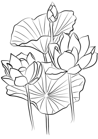 Coloring pages lotus flower coloring pages