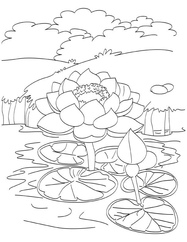 Free lotus coloring pages â